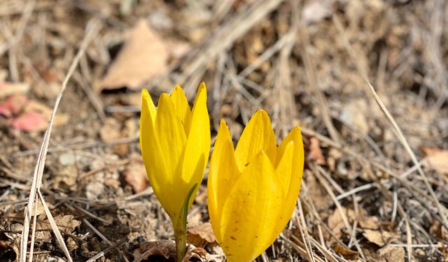 Ölbe Vadisi sonbaharda açan çiğdemlerle doğaseverleri ağırladı