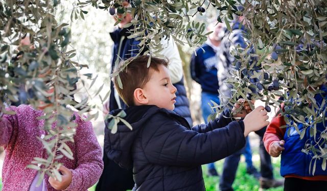 Buca Belediyesi’nden ücretsiz sertifikalı Zeytin Budama Eğitimi
