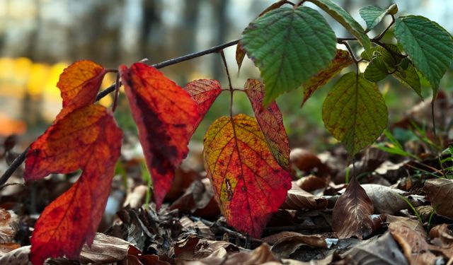 Sonbaharda Çam Dağı görsel bir şölene dönüştü