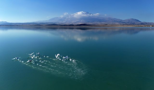 Süphan Dağı eşliğinde kuğuların zarif dansı