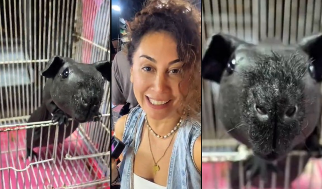 Tayland’da keşfedilen ilginç hayvan sosyal medyada gündem oldu!