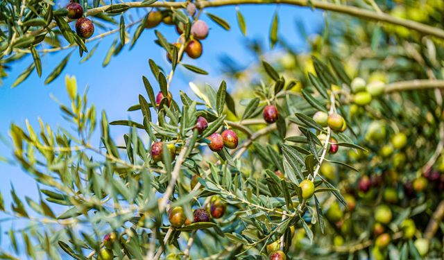 Torbalı’dan dünyaya zeytinyağı hamlesi