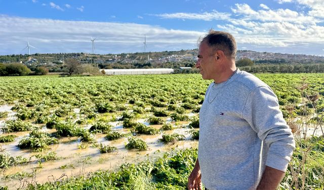 Sağanak yağış enginar tarlalarını vurdu…