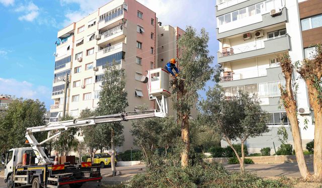 Yeşil Buca için çalışmalar sürüyor: Ağaçlar tek tek kontrol ediliyor