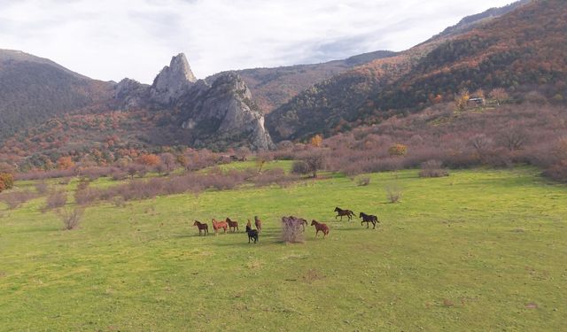 Yılkı atlarının özgür koşusu drone ile görüntülendi