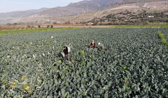 İzmir’in bereketli topraklarında ‘yeşil altın’ mesaisi
