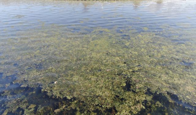 Bostanlı sahilinde şok görüntü: 'Yeşil İstila'