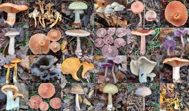 Masum sanılıyor, ölüm getiriyor! Türkiye’de en çok zehirleyen mantarlar