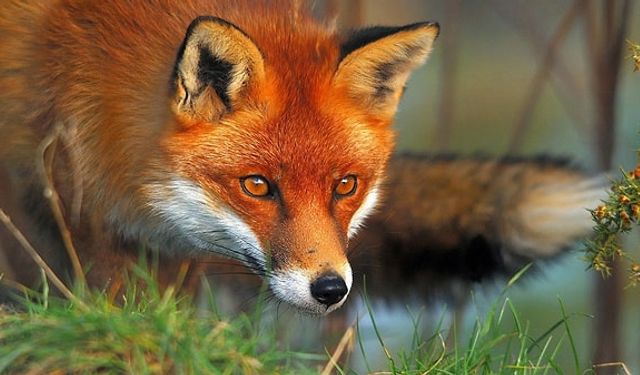 Doğum ayınıza göre totem hayvanınız neyi temsil ediyor?