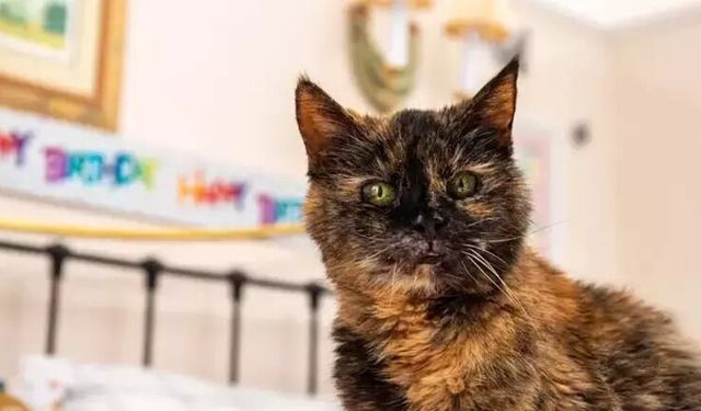 Rüyada kedi görmek ne anlama geliyor?