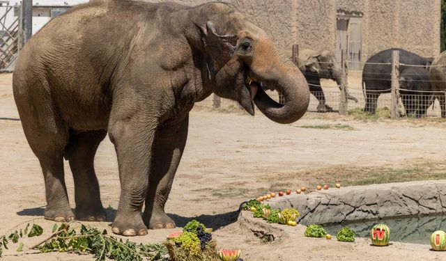 İzmir Doğal Yaşam Parkı’ndan hayat kurtaran uygulama