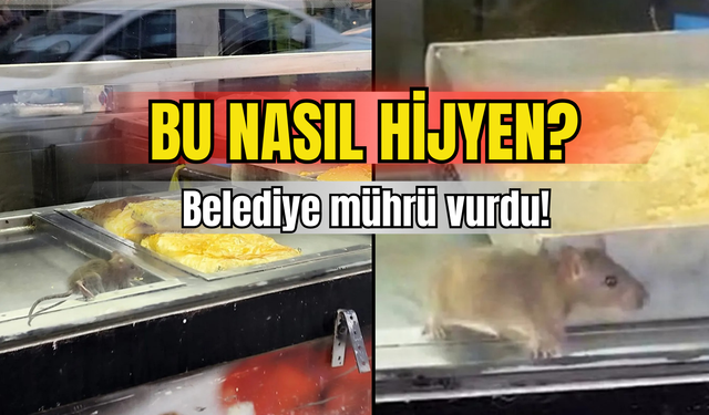 İzmir’de börekçide mide bulandıran görüntü: Fareli vitrin!