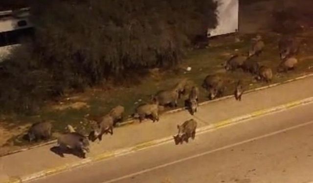 Bu ilçelerde yaşayanlar dikkat! İzmir’de domuzlar cadde cadde geziyor