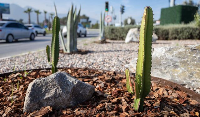 İzmir’in yeşil alanları su tasarruflu bitkilerle yenileniyor