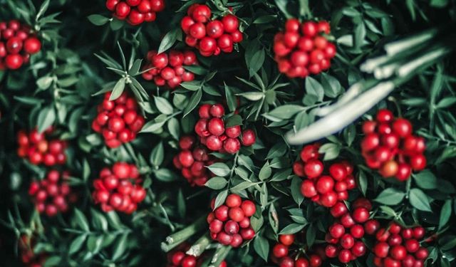 Kokina çiçeği nasıl solmaz? İşte uzun ömürlü bakım