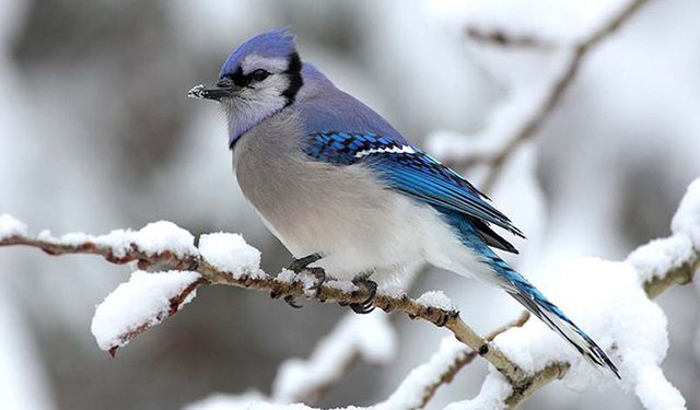 Kuş gözlemcileri uyardı: Bu türlerin inişi kışa işaret!