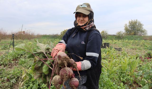 Menemen’de kırmızı pancar hasadı üreticinin yüzünü güldürdü