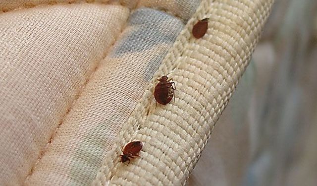 Kışın yatağınızı ısıtmak bu sessiz tehlikeyi harekete geçiriyor olabilir