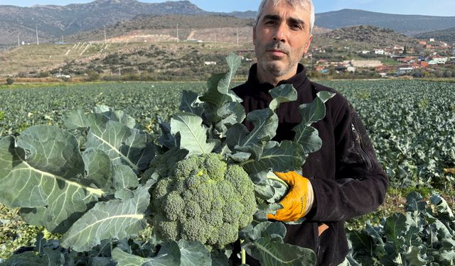 Türkiye’nin brokoli deposu Menemen’de hasat zamanı