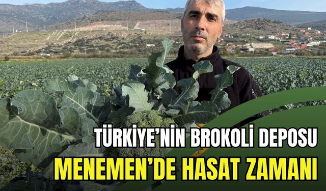 Türkiye’nin brokoli deposu Menemen’de hasat zamanı