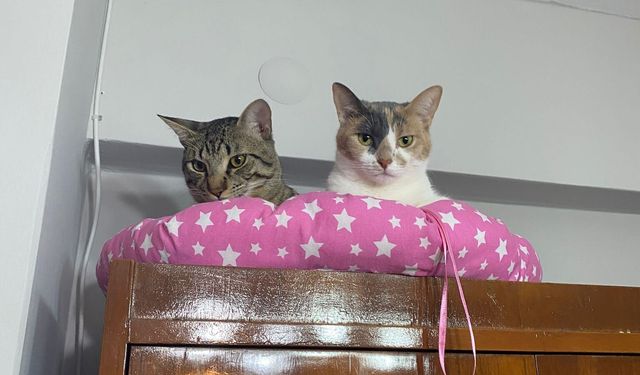 Kedi yaşı nasıl hesaplanır? Kediniz insan yaşına göre kaç yaşında?