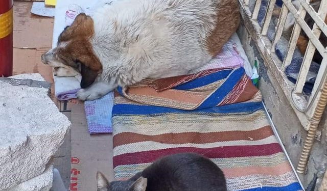 ‘Kedi köpek gibi’ sözü bu sokakta çöktü! İzmir’de yürek ısıtan görüntü