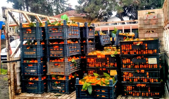 Alaçatı’dan Hatay’a narenciye dayanışması