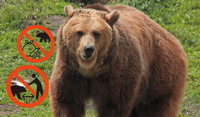 Ayı saldırılarına karşı yeni levhalar tanıtıldı!