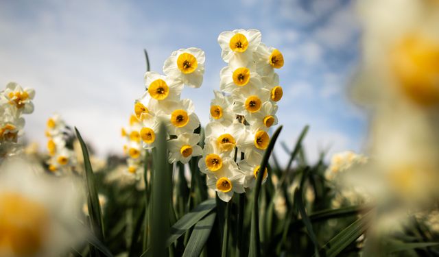 Bayındır’da festival için geri sayım başladı