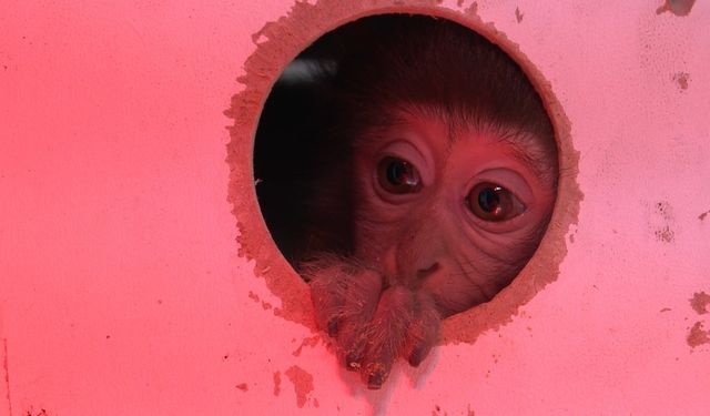 Bir kolinin içinden çıkmıştı, şimdi bir ailesi var