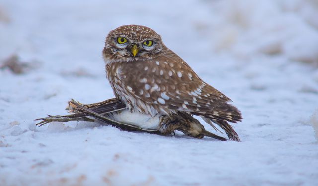 Bitlis’te sıra dışı av: Kukumav gündüz çulluk avladı