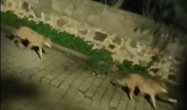 Bodrum’da kurt sürüsü paniği kameraya yansıdı