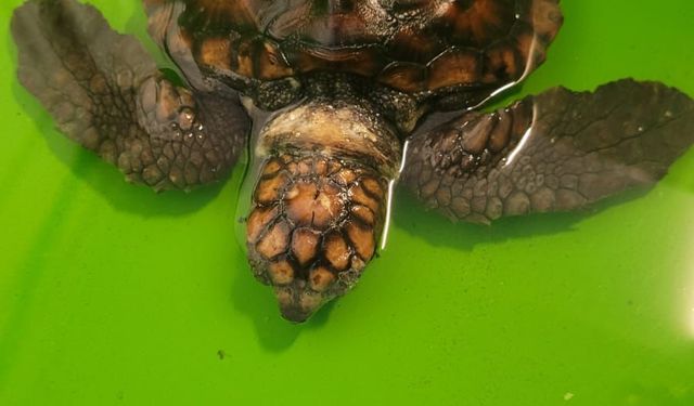 Çeşme’de yaralı yavru caretta caretta Muğla’da hayata tutundu