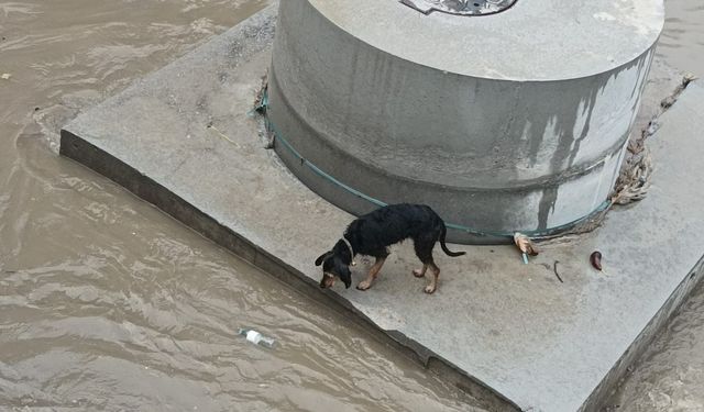 Dereye düşen köpek itfaiyenin hızlı müdahalesiyle kurtarıldı