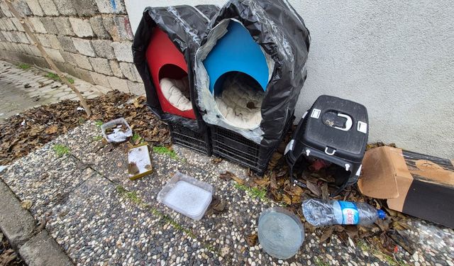 Mahalle sakinlerinden sokak kedilerine sıcak sürpriz!