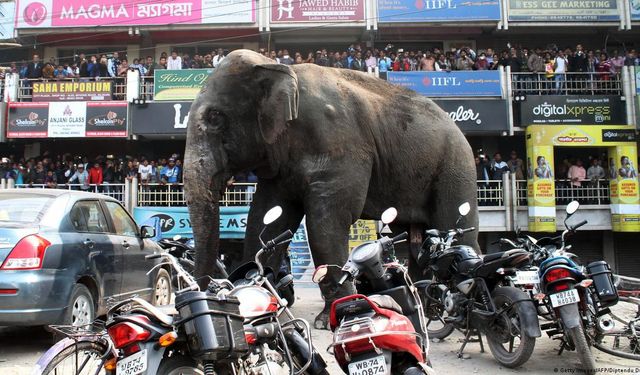 Hindistan’daki köylerde korku geceleri artıyor: Bir haftada 17 can aldı!