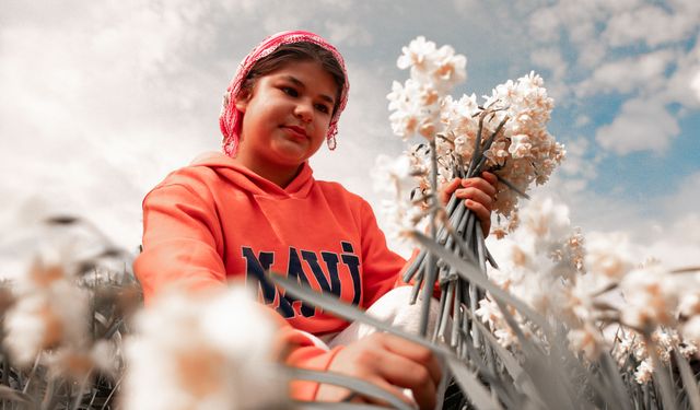 Bayındır’da Nergis ve Kuru Çiçek Festivali başlıyor