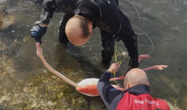 İzmir’de flamingoya hayat veren kurtarma operasyonu