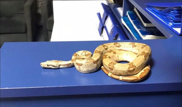 İzmir’de kafede yılanla dolaştı, cezası ağır oldu!