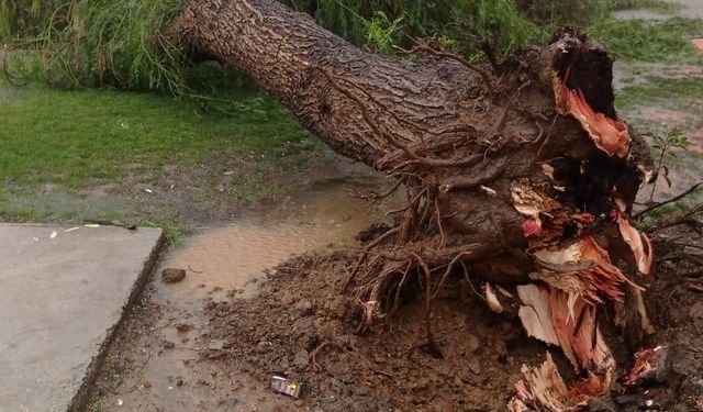 İzmir'de kuvvetli rüzgar ağacı devirdi