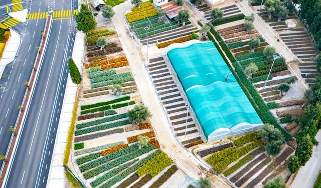 İzmir’in renkleri fidanlıklarda filizleniyor