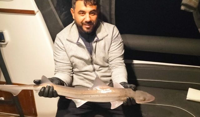 Amatör balıkçının oltasına köpek balığı takıldı