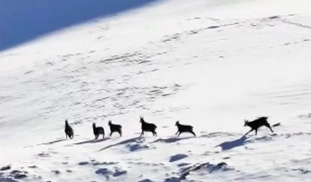 Munzur Dağları’nda şamualar havadan görüntülendi