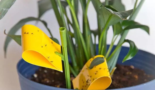 Saksı sineklerini öldürmeden yok etmenin çözümü