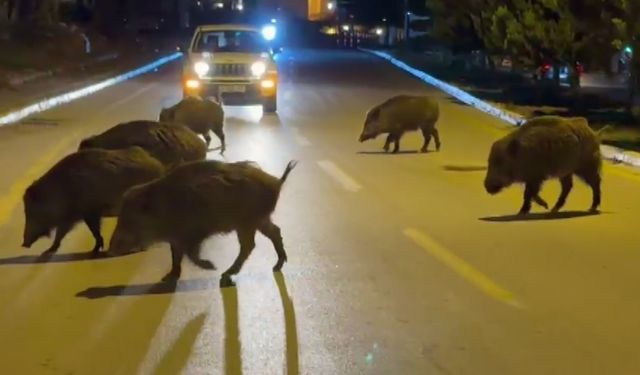 Şehir merkezini domuz sürüleri bastı!