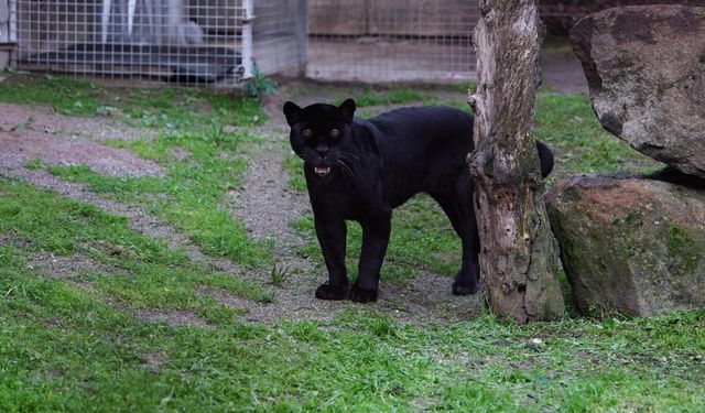 Son günlerini İzmir’de geçiren Juliet kurtarılamadı