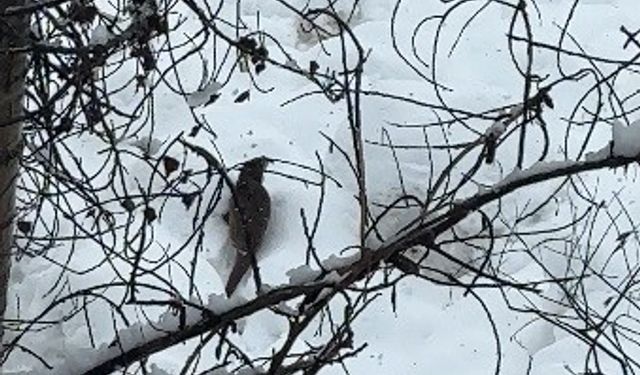 Tunceli’de nadir görülen doğa anı kamerada