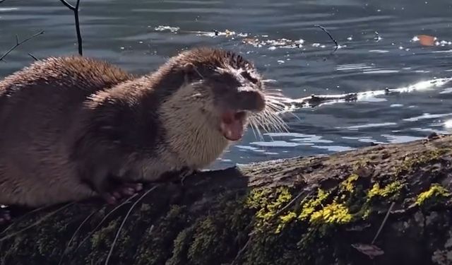 Yedigöller’de nesli tehlikedeki su samuru görüntülendi