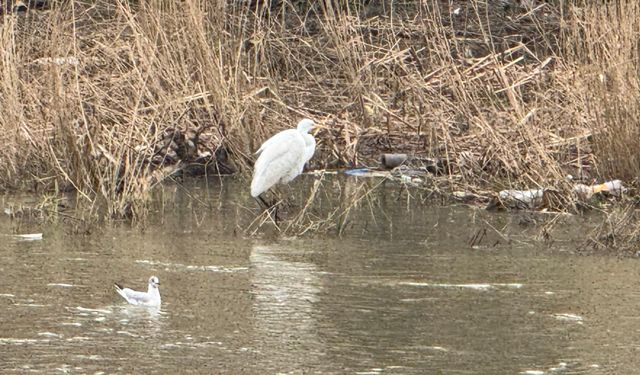 Alaplı Çayı göçmen kuşların durağı oldu