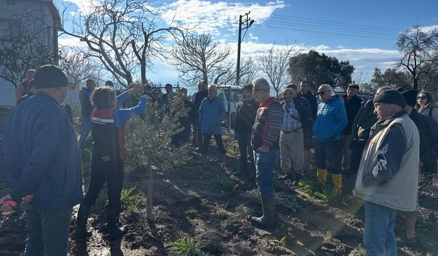 Aliağa’da üreticilere Zeytin Budama Eğitimi